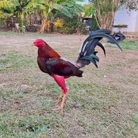 gallos9mm