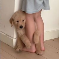 champookodcha