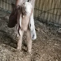 original sound - koulliss0