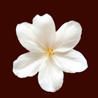flower_9625