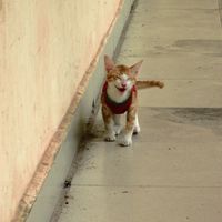 original sound - aisreytob