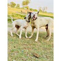 gultair_01