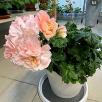 serchen920garden