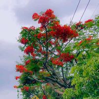 សំឡេងដើម - linlin17157