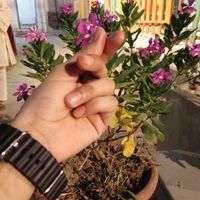 arshiyahuyar09