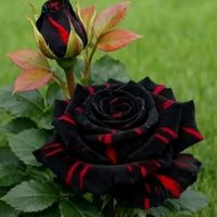 aracely_garcia2022