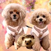 オリジナル楽曲 - トイプードル🇯🇵イヴ&メル🧸🦔🍃