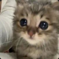 original sound - 大宝