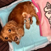 オリジナル楽曲 - 犬の親子🐶🐰
