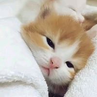 nhạc nền - kaychuche 💨💤