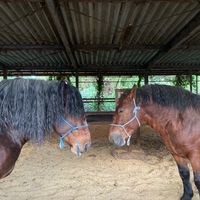 オリジナル楽曲 - ホース🐴🐴