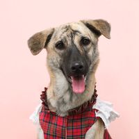 caramel_soidog