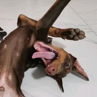 doberhan