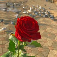 الصوت الأصلي