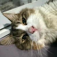 original sound - nayem_4xx