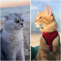 оригинальный звук