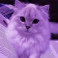hira_nur2025
