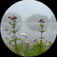 الصوت الأصلي