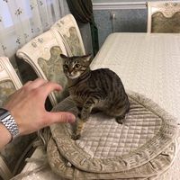 оригинальный звук