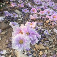 เสียงต้นฉบับ - ดาวววววว💞