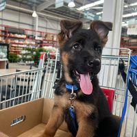 jurgenthegermanshepherd