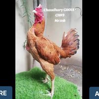 choudharygroup.09