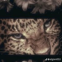 nicole241342