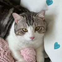 winkopets