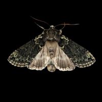 sonido original - ️