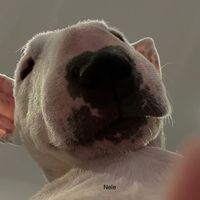 오리지널 사운드 - 은총