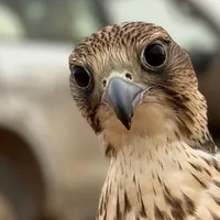 original sound - o3_mr1