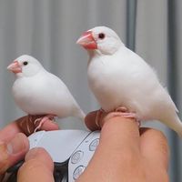 オリジナル楽曲 - あの子