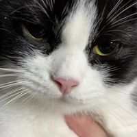 gus_than