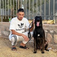 malinoisamericainpitbull