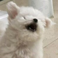 오리지널 사운드 - 응원은힘차게