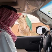 الصوت الأصلي