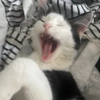 original sound - ziggyandrory