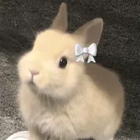 original sound - coelho.010