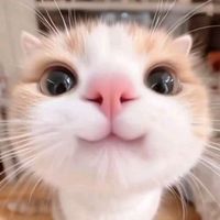 เสียงต้นฉบับ - :ʏᴜᴋɪ͜͡ʀᴀ×͜×