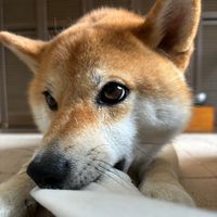shiba_0318