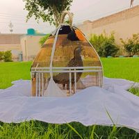 ashal_abbas001
