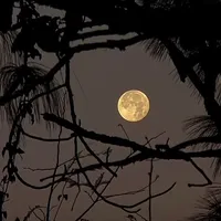 original sound - solecito11030