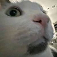 original sound - AlvinTheMemeBooba