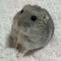 melocohamchan