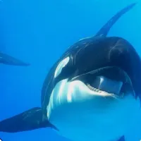 original sound - forever0rca