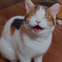 オリジナル楽曲 - sora 猫・音楽・読書大好き