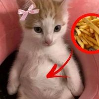 suara asli - zyou
