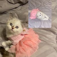 itsmilacat