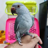 เสียงต้นฉบับ - bird inฟาร์มนาย O