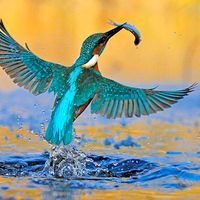 kingfisher11169191